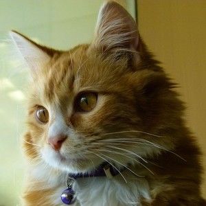 Meet your Posher, Thomas